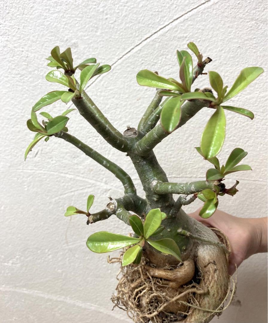 Amazon.co.jp: 塊根植物 アデニウム オベスム 実生5年経過苗 Amazon.co.jp: 塊根植物 アデニウム オベスム 実生5年経過苗